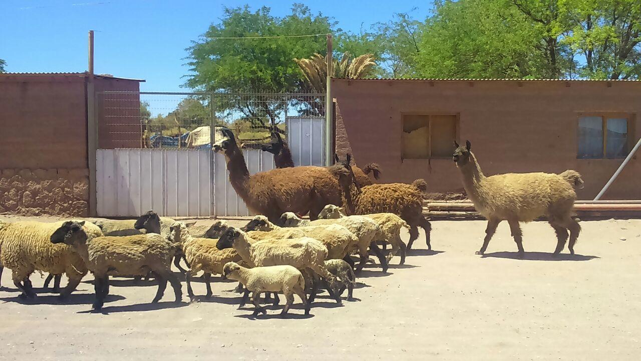Cabana Laynaturi San Pedro de Atacama Eksteriør bilde